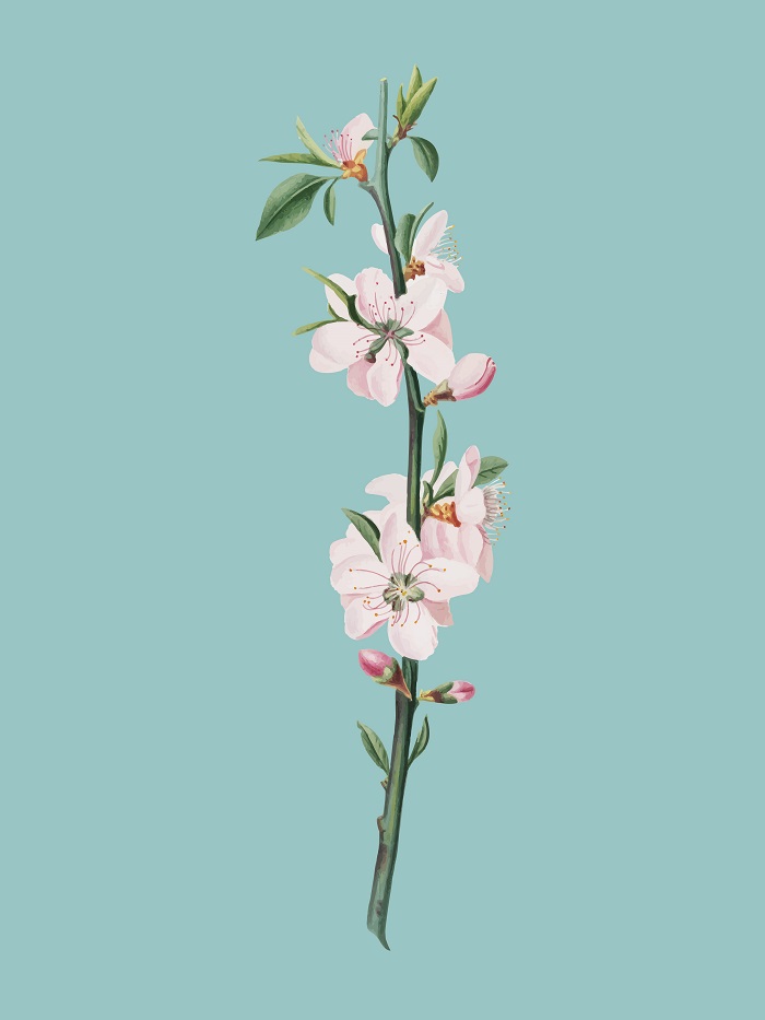Download trọn bộ 50+ mẫu hoa đào vector dành cho dịp Tết Nguyên Đán